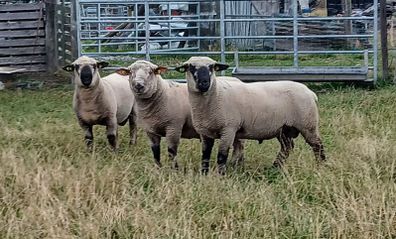 Hampshire Down  Pure bred and Cross bred rams