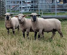 Hampshire Down  Pure bred rams and Cross bred rams