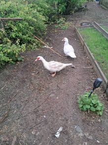 ducks