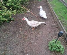 ducks