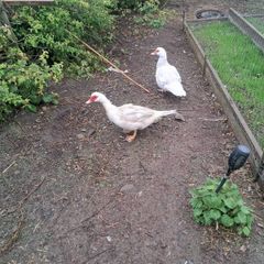 ducks