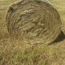 Top quality hay Image 2