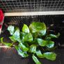 Aniubas  aquarium plants Image 3