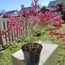 Cytisus praecox Allgold Image 4