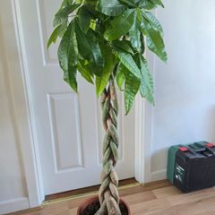 Pachira aquatica pot plant