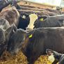 AA Heifer Weanlings Image 5