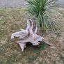 driftwood Image 10