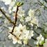 lenann8