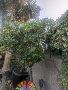 plants
