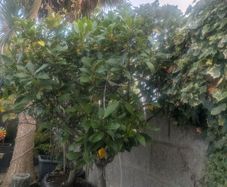 plants