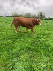 Bull