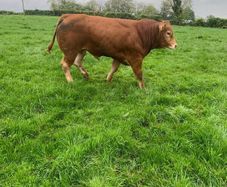 Bull