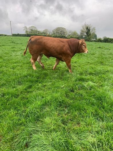 Bull