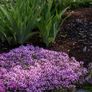 (T) Creeping Thyme seeds 0.1g (883621) Image 2