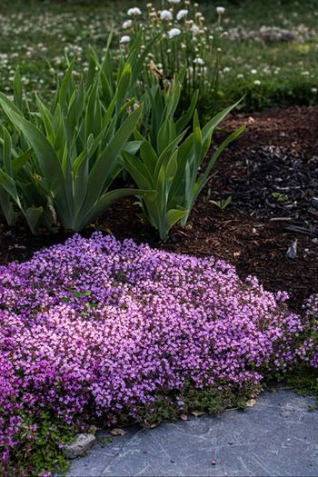 (T) Creeping Thyme seeds 0.1g (883621)