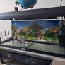 Fish tank Image 2