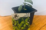 Herb Plants