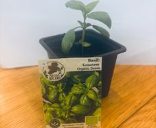 Herb Plants