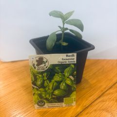 Herb Plants