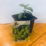 Herb Plants Image 4