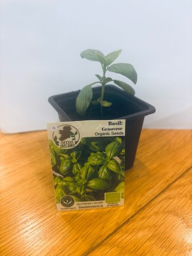Herb Plants