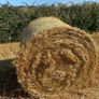Spring barley straw 4x4 Image 3