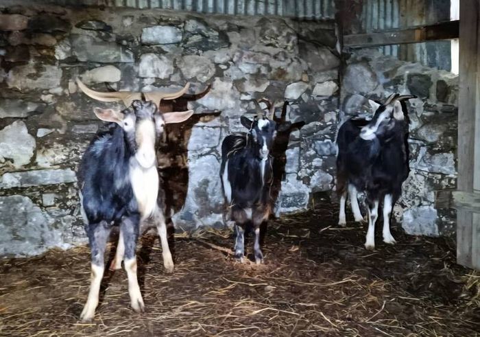 irish goats