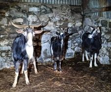 irish goats