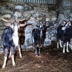 irish goats