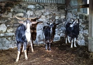 irish goats