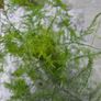 Home indoor plants Image 3