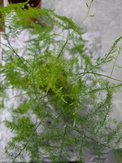 Home indoor plants