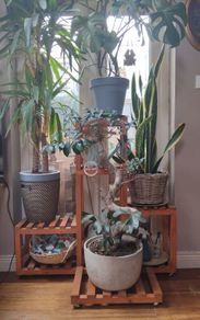 Plant Display Shelf