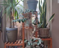 Plant Display Shelf