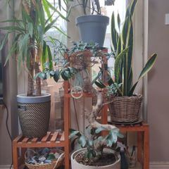 Plant Display Shelf