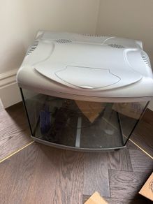 fish aquarium
