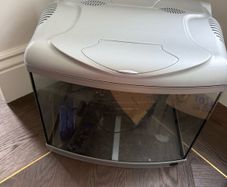 fish aquarium