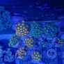zoa frags Image 2