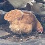 hens buff orpington Image 2