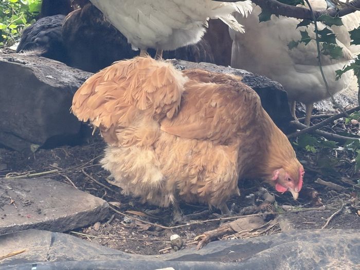 buff  hens