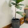 House Plants For Sale Image 5