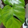 No.4 Monstera Green On Green Leaf Cutting Image 3