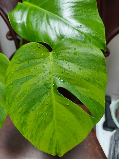 No.4 Monstera Green On Green Leaf Cutting