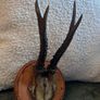 Vintage taxidermy Image 8