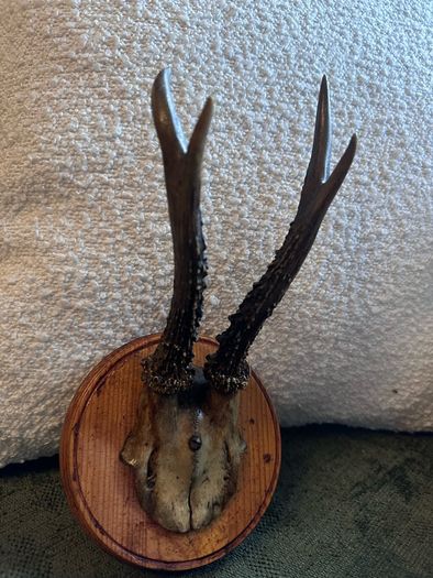 Vintage taxidermy