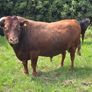 Dexter Cattle Image 5