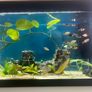 125 Litre Tank Setup Image 3