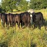 Five 5 Star Heifers Image 7