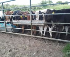 10 weanling heifers