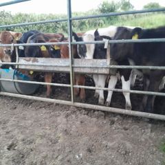 10 weanling heifers
